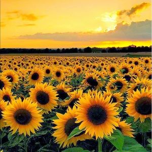 Meet your Posher, Imani